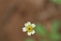 Tridax procumbens